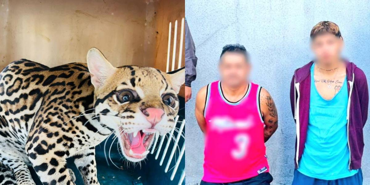Dos presuntos integrantes de Los Tiguerones, que fueron capturados con una moto robada y un tigrillo, salieron libres