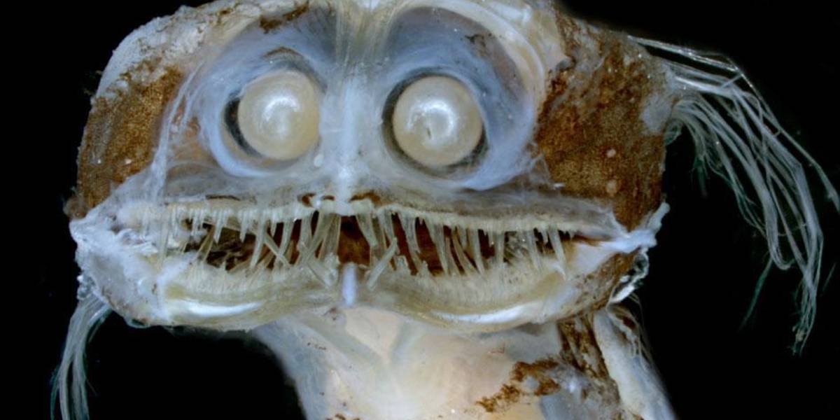 El pez telescopio que asombró a internet: ¿criatura real o video creado con IA?