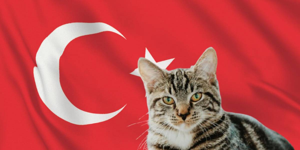 Un tribunal de Estambul ordena a un hombre pagar una pensión alimenticia para gatos a su exesposa