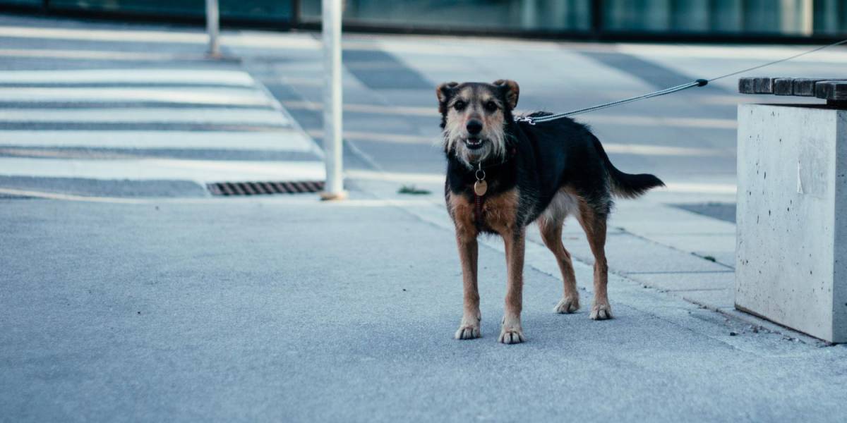 Tras ser abandonado, un perro corre detrás del carro de su dueño