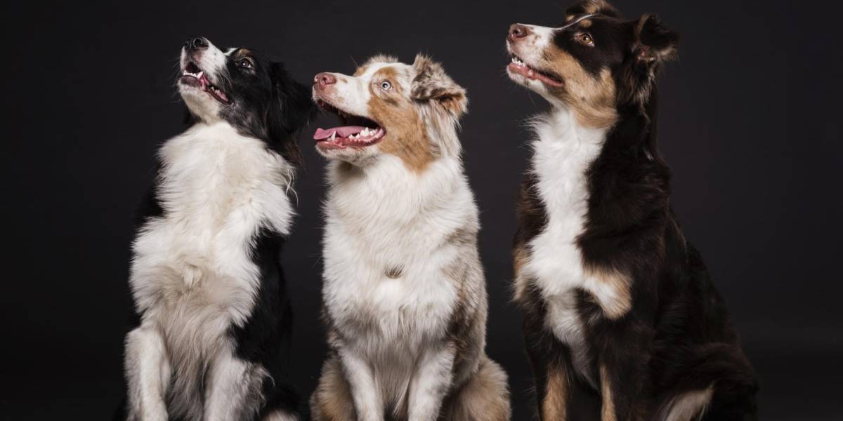 Según estudio, ¿cuáles son las palabras que más alegran a los perros?