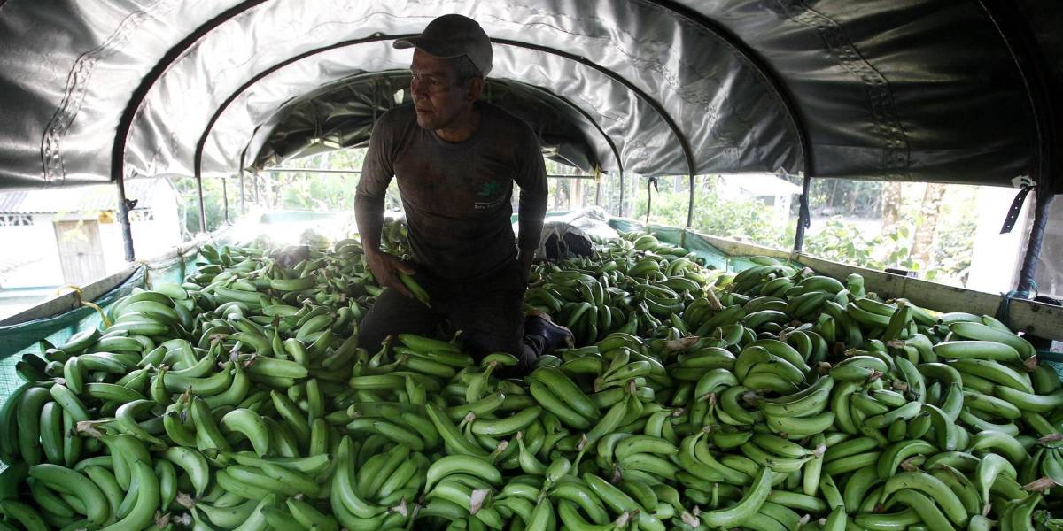 Ecuador busca mejorar el precio del banano en Europa