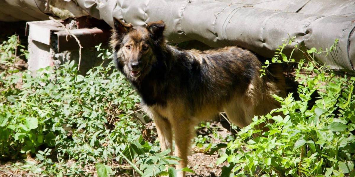 Los perros de Chernóbil podrían ser genéticamente distintos por la radiación