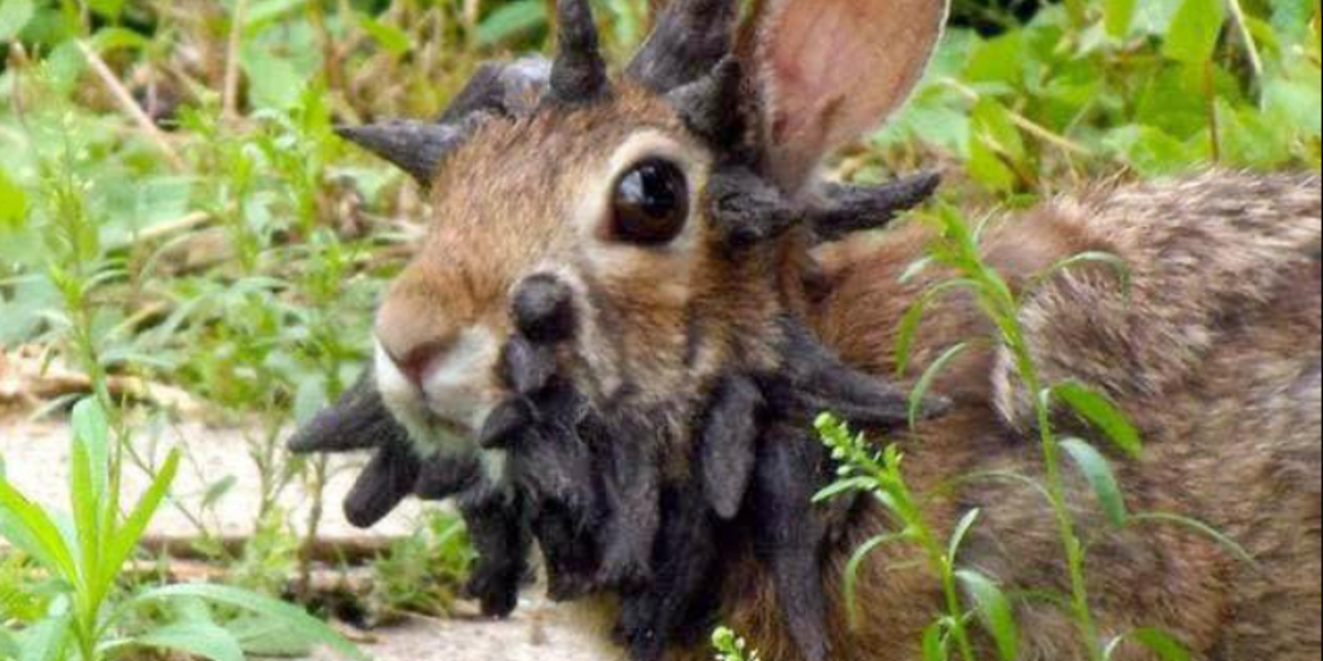 El virus de los conejos tentáculos, ¿puede infectar a humanos?