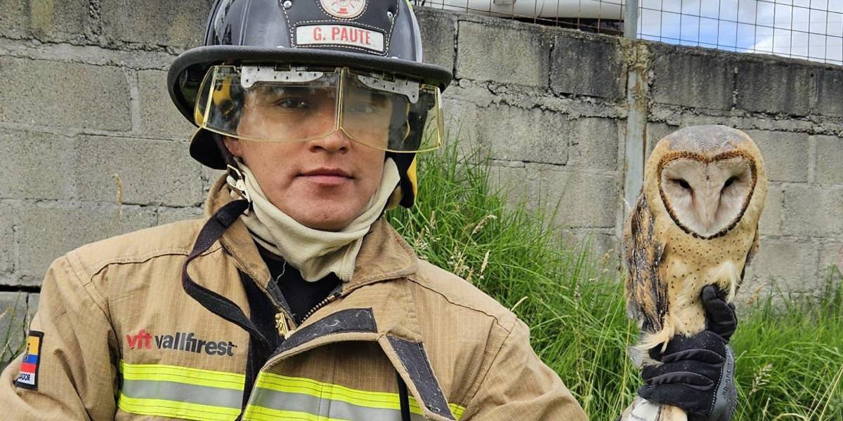 Un búho que se quedó atrapado en una malla metálica fue rescatado en Cuenca