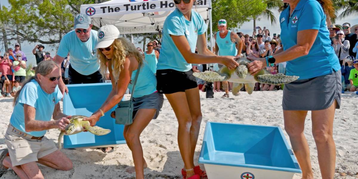Dos tortugas fueron liberadas en los Cayos de Florida
