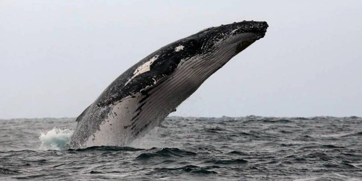 Una embarcación que hacía recorridos para ver ballenas se hundió en Salinas