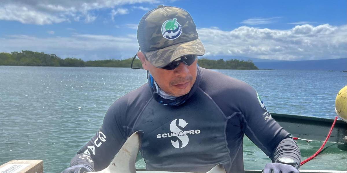 Islas Galápagos: descubren una nueva guardería de tiburones martillo