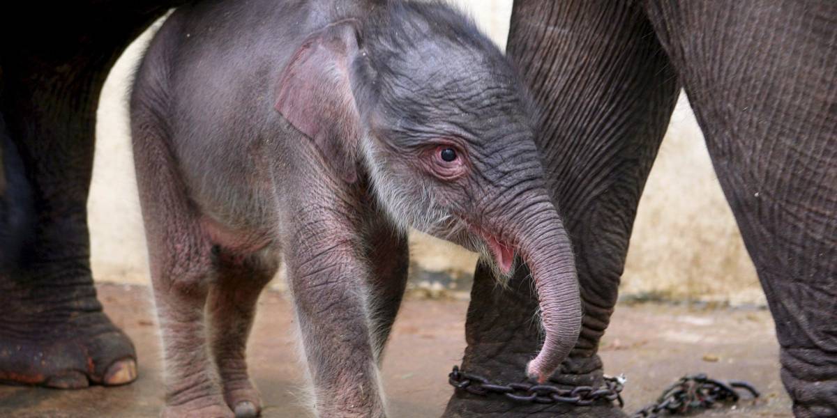 Nacimiento esperanzador para el elefante de Sumatra en peligro de extinción