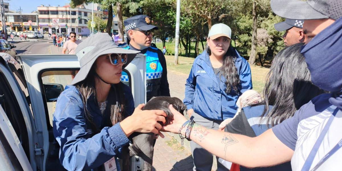 Sur de Quito: las autoridades rescataron a seis perros de raza pitbull que iban a ser comercializados en El Calzado