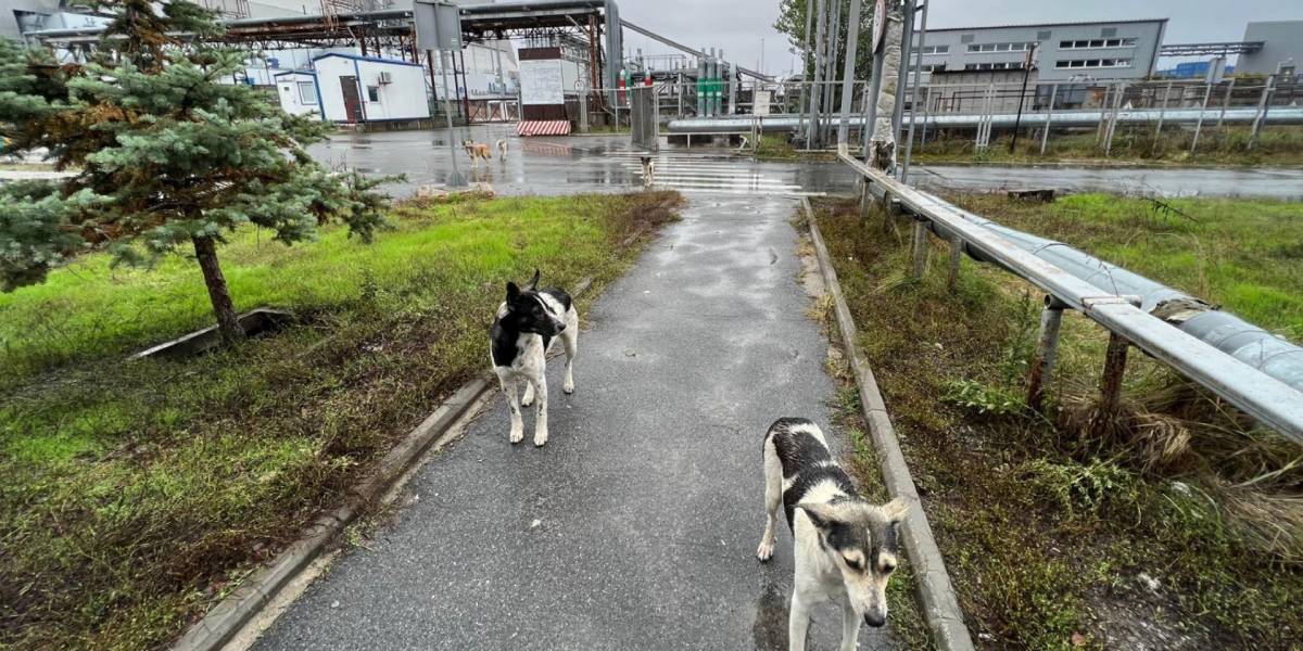 Los perros de Chernóbil podrían ser genéticamente distintos por la radiación