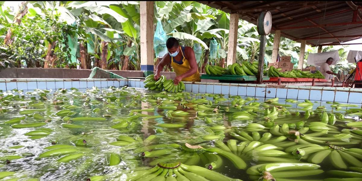 Ecuador recibe una propuesta de EE. UU. para eliminar aranceles a productos agrícolas como el banano