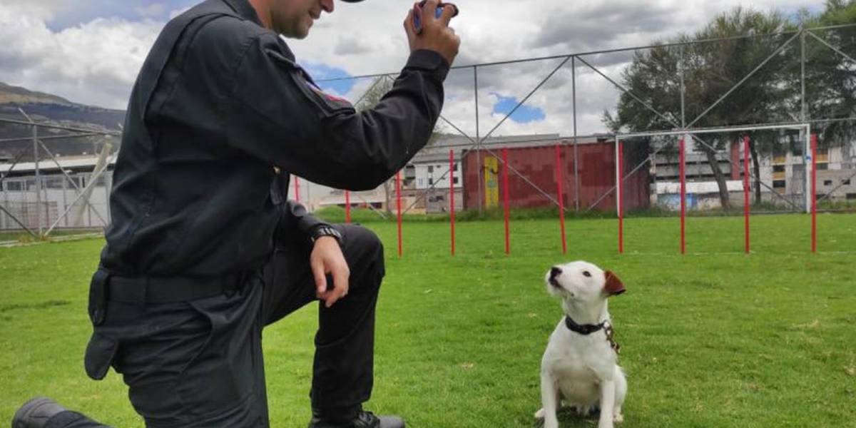 Requisitos para entrar al curso de adiestramiento canino en el Parque Samanes