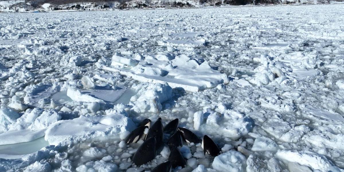 Japón: 15 orcas se quedaron atrapadas en el hielo