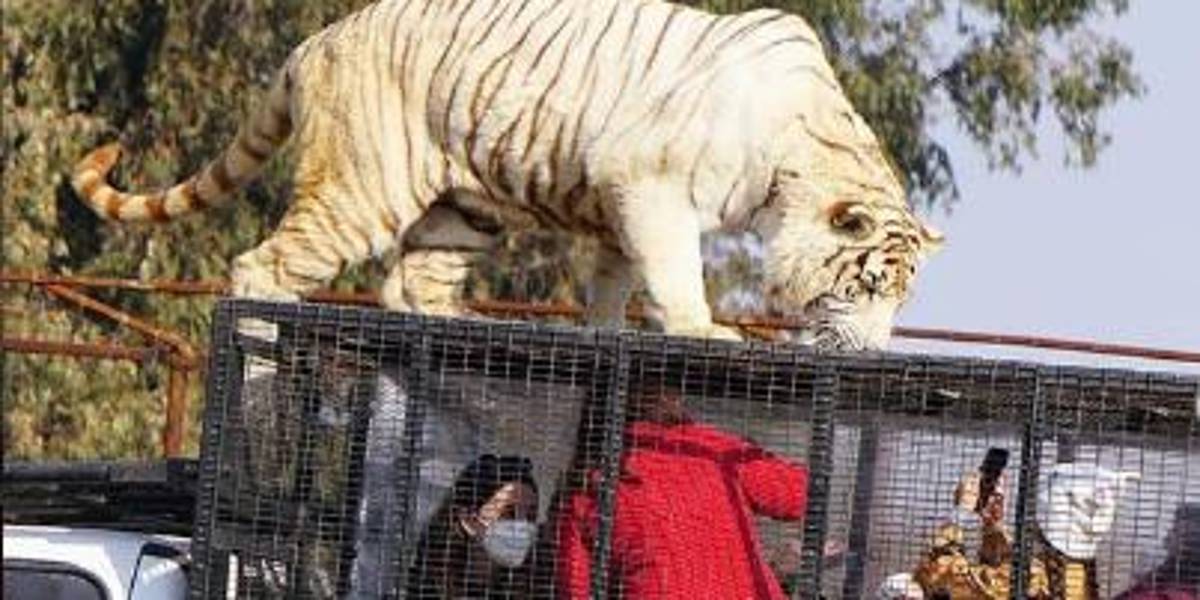 Tigre mata a trabajadora de zoológico en Chile