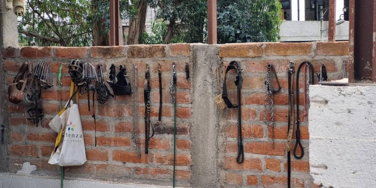 Un centro de adiestramiento canino en Quito usaba collares de ahogo