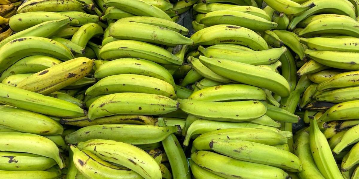 Un racimo de plátano verde cuesta hasta USD 15 en Guayaquil