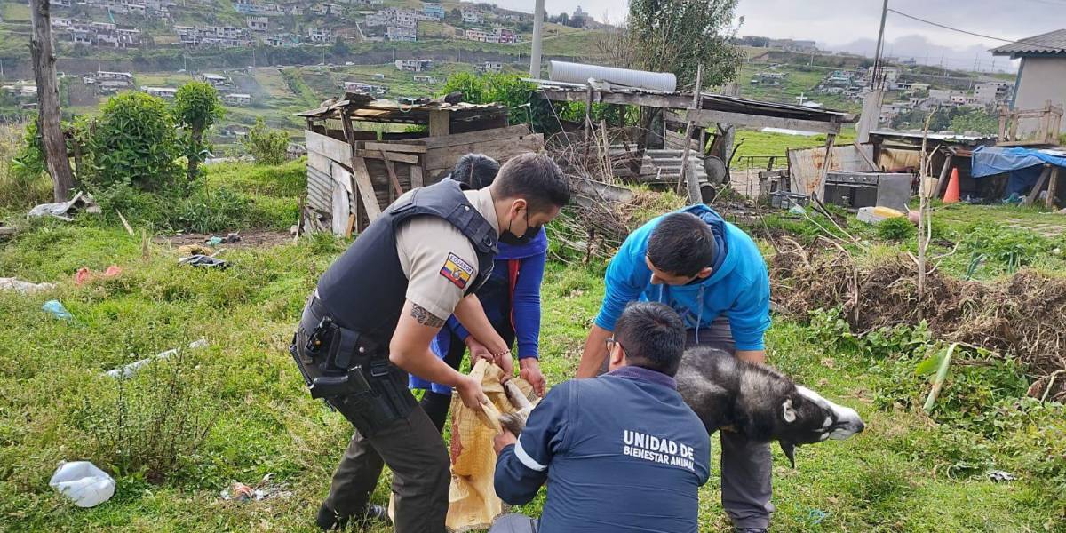 Crueldad animal en Quito: piden la pena máxima para la mujer que colgó a un perro de un árbol