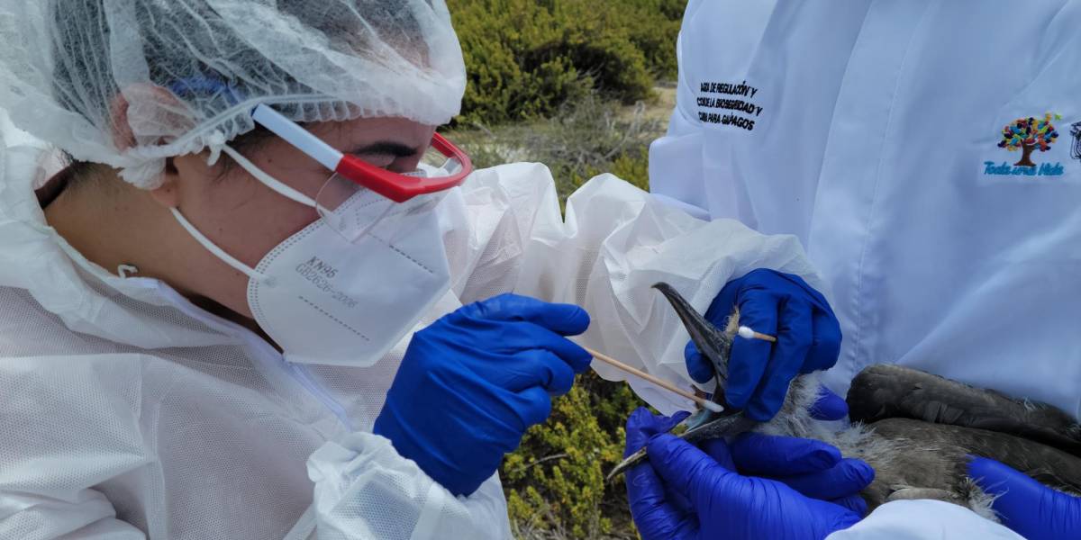 Los casos de gripe aviar en la fauna silvestre de Galápagos disminuyen