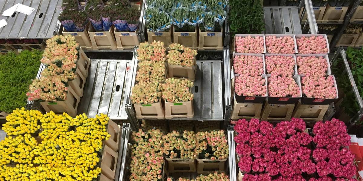 La exportación de flores ecuatorianas aumentó en un 6% por el Día de la Madre