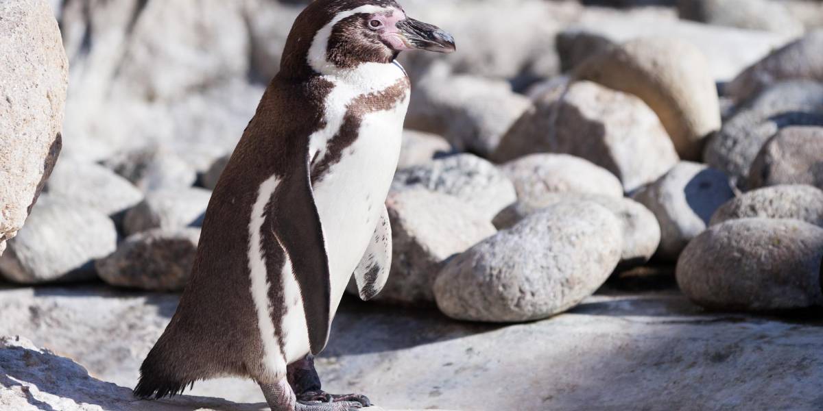 VIDEO | Bumi, el pingüino rockhopper que juega con burbujas en Estados Unidos