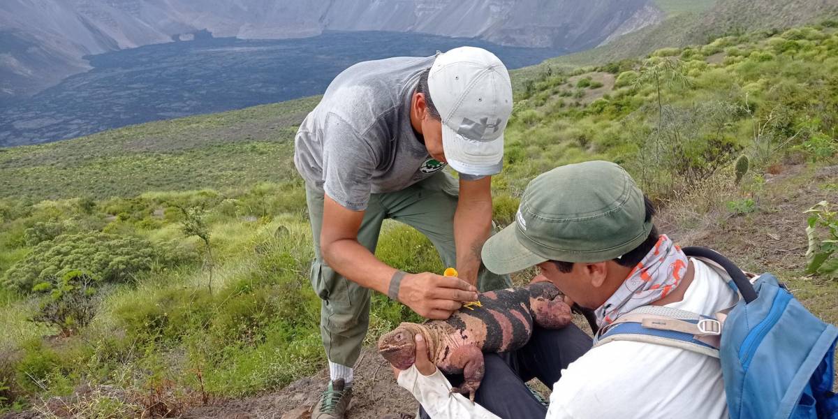 Alentador hallazgo en Galápagos, hábitat de la última población de iguana rosada en el mundo