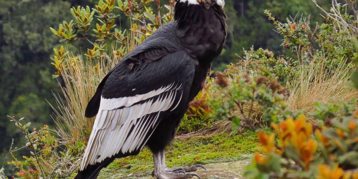 Rescatan en los Andes ecuatorianos a un cóndor con perdigones en el cuerpo