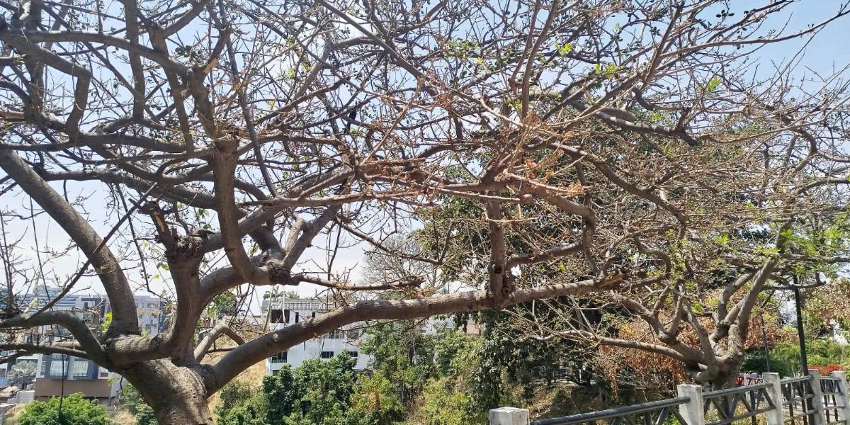 Municipio de Guayaquil y Ministerio de Ambiente se pronuncian por ardilla muerta en Lomas de Urdesa