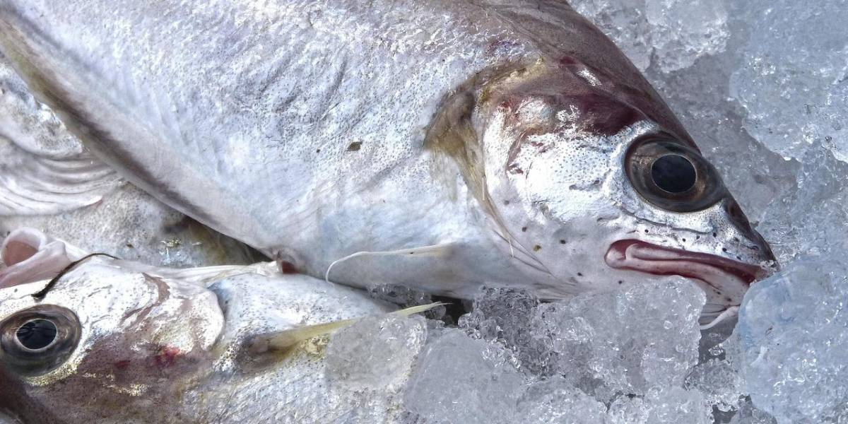 ¿Cómo saber si el pescado está en buen estado?