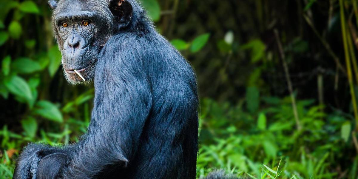 Chimpancés y su sorprendente tolerancia al alcohol