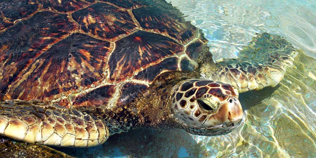 Siria: Descubren una nueva especie fósil de tortuga marina de hace 50 millones de años