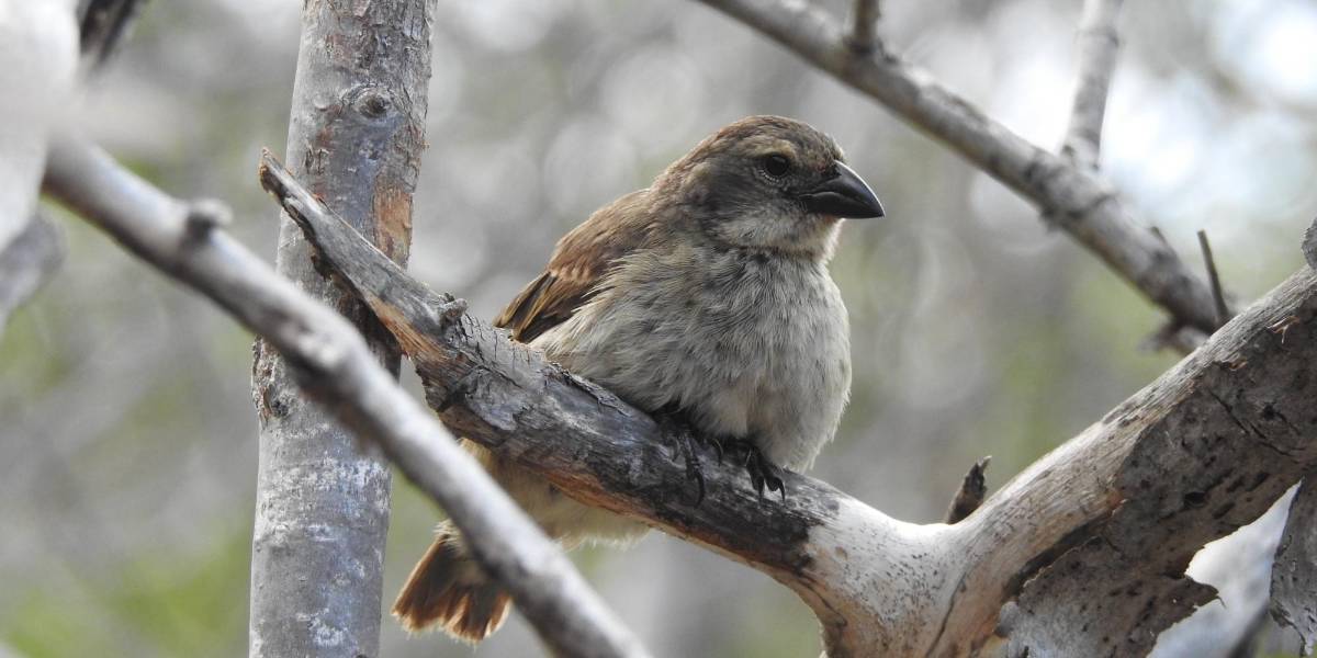 Hallan 12 parejas reproductoras de pinzón de manglar en Galápagos