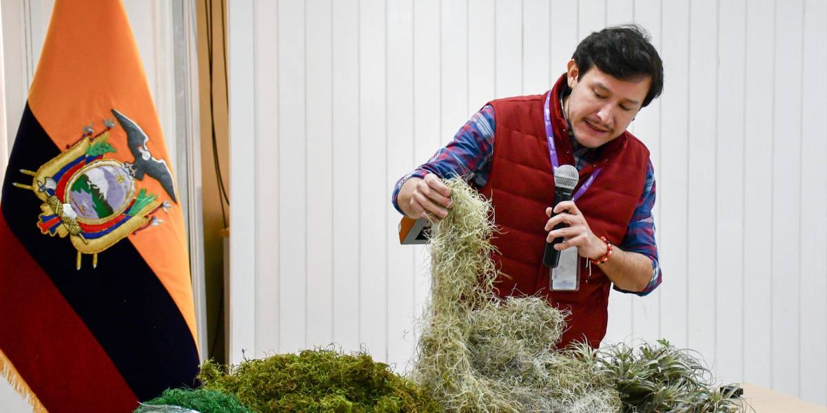 Autoridades recuerdan que la venta de musgo puede conllevar multas económicas o prisión