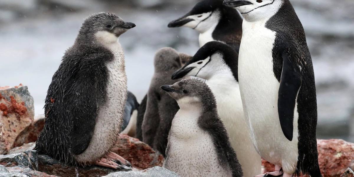 Pingüinos barbijo: 11 horas de sueño en microsueños
