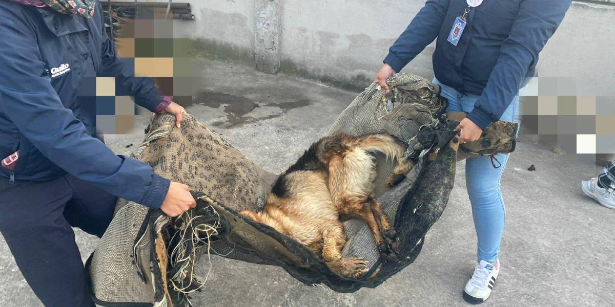 Los casos de maltrato animal no cesan en Quito; conozca las sanciones que enfrentan los propietarios
