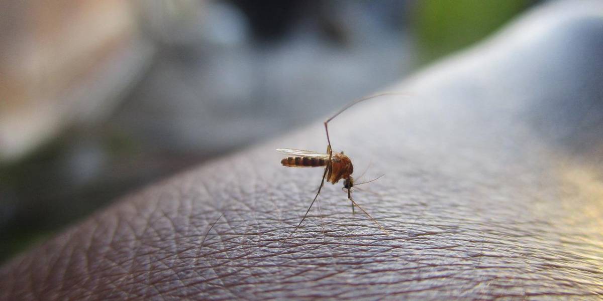 Estrategias para ahuyentar mosquitos durante la temporada invernal en Ecuador