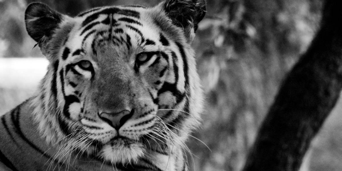 Colombia: Una tigresa bengala blanca es atacada por su propia cría