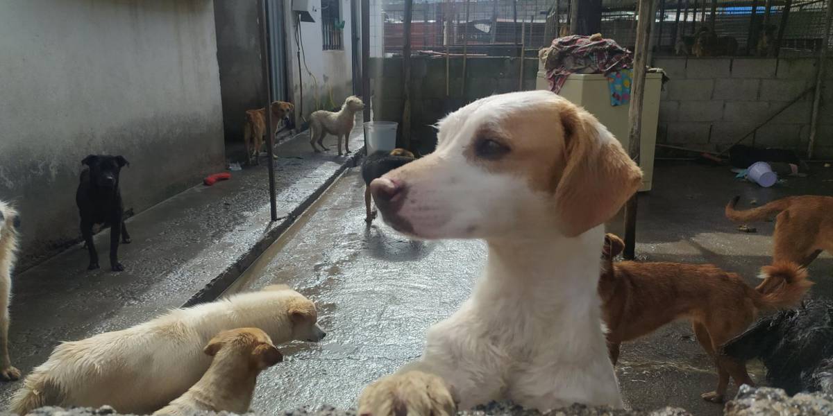270 perros fueron desalojados de su refugio ubicado en Calderón, norte de Quito