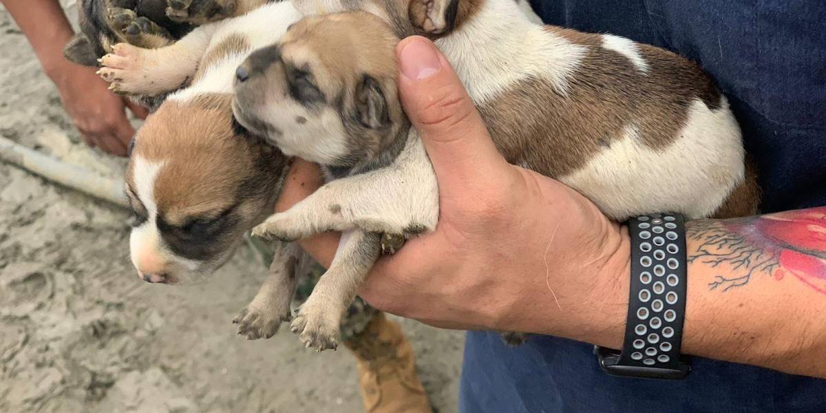 El SNAI y Municipio de Guayaquil rescatan 42 perros y cachorros de la Penitenciaría del Litoral