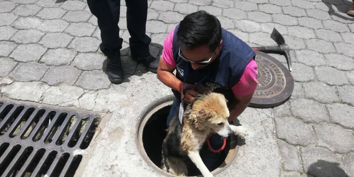 Quito: Un perrito fue rescatado de una alcantarilla, en Atucucho