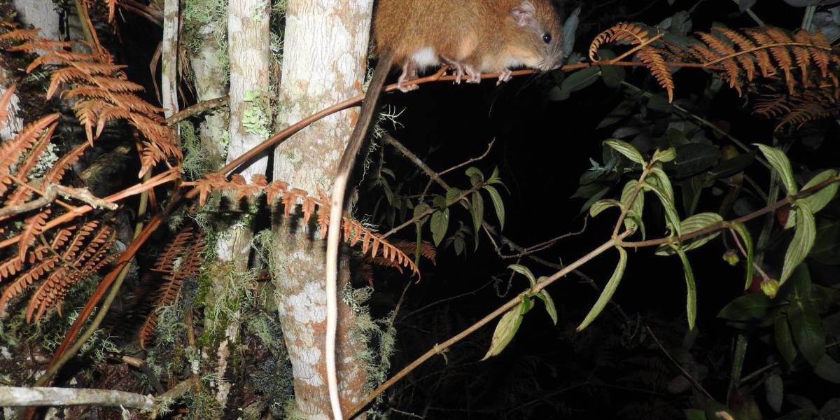 Investigadores describen nueva especie de roedor en la Amazonía de Ecuador