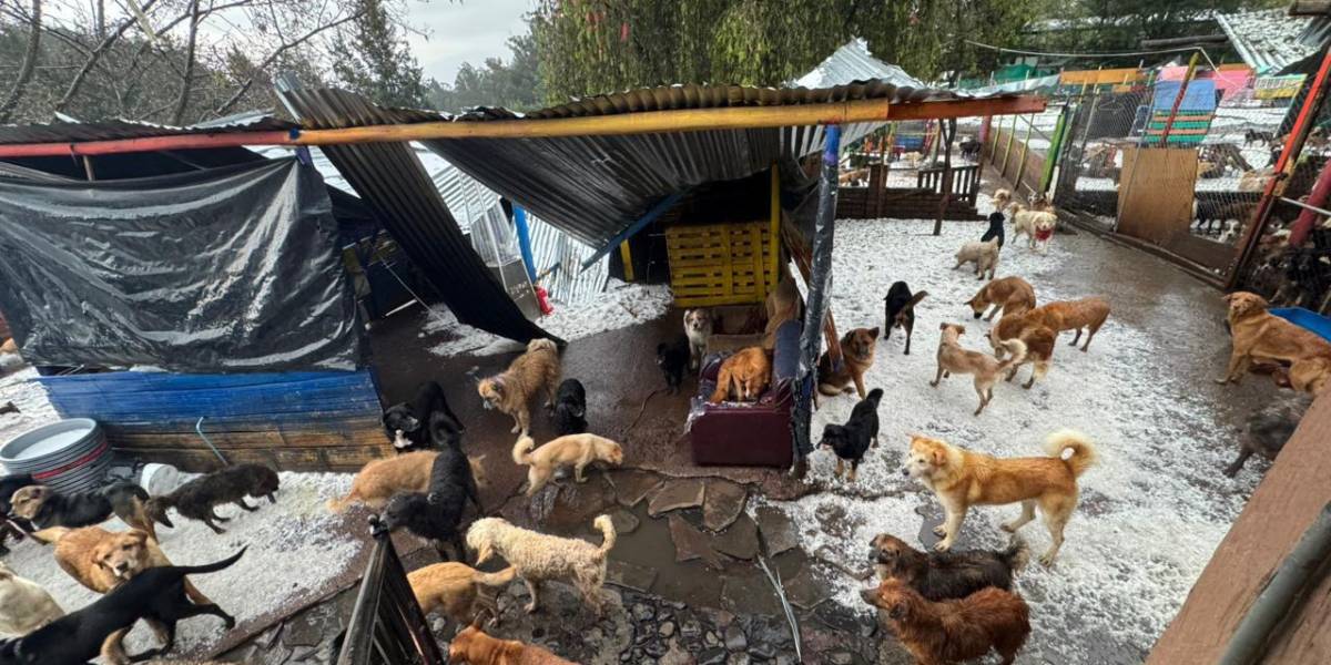 Quito: Un refugio de animales se ve afectado por fuertes lluvias