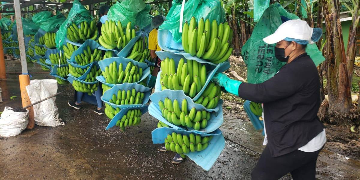 Rusia retomará el suministro de las cinco exportadoras de banano de Ecuador que fueron sancionadas
