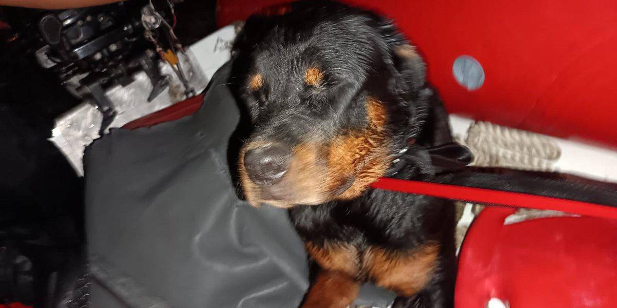 Guayaquil | Un perro que fue rescatado en la orilla del río Guayas busca hogar