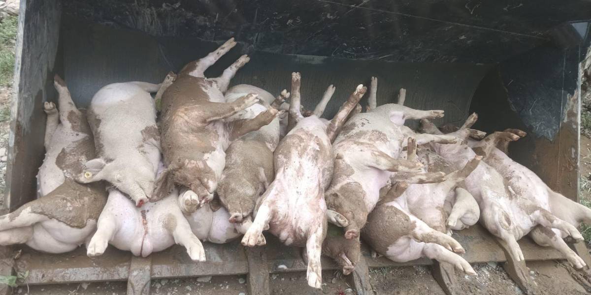 Al menos 500 cerdos mueren por inundaciones en Zamora Chinchipe