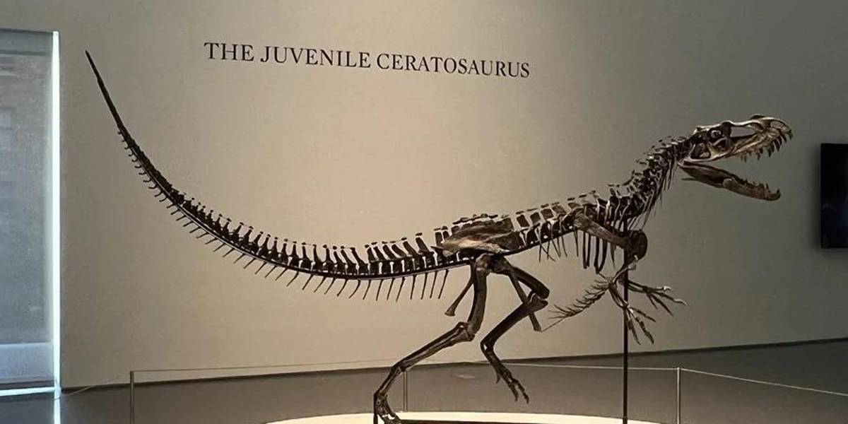 Un bebé dinosaurio y un meteorito marciano protagonizan la subasta científica más insólita del año