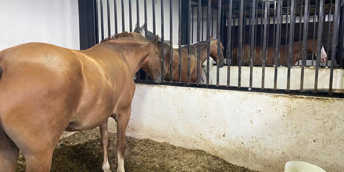 Allanamientos en Milagro, Guayas, revelan establos de cabecilla de Los Águilas