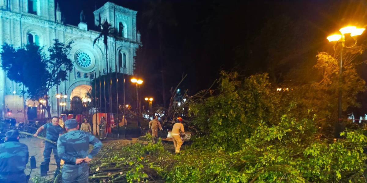 Preocupación en Cuenca por caída de árboles: investigan posibles efectos de la sequía tras incidentes mortales