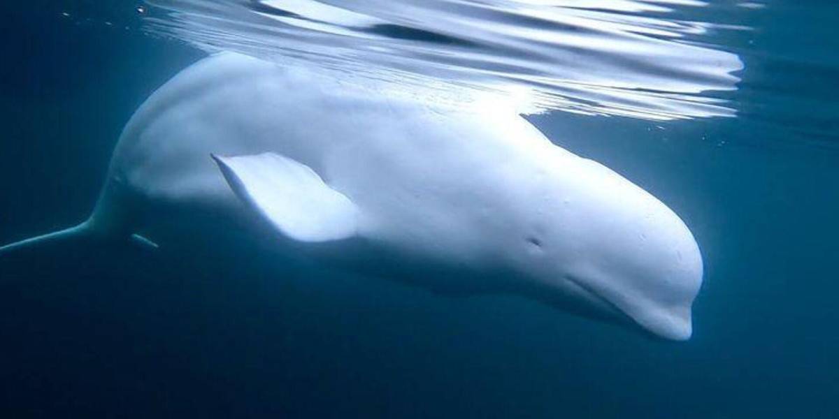La supuesta ballena espía rusa, Hvaldimir, fue avistada en las costas de Suecia