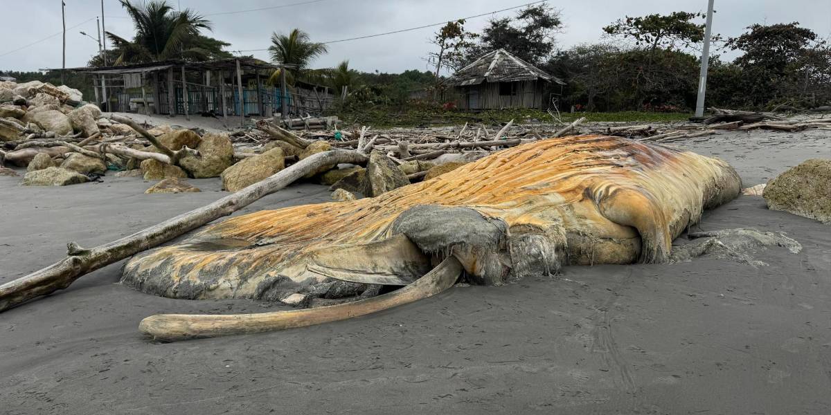 Una ballena muerta afecta a una comunidad en Jambelí, El Oro